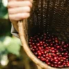 226 g - Café en grain - El Capitan Espresso Blend - LA BOHEME CAFÉ