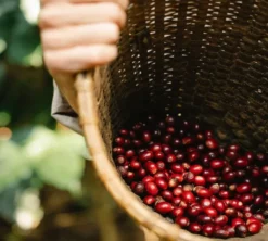 226 g - Café en grain - El Capitan Espresso Blend - LA BOHEME CAFÉ