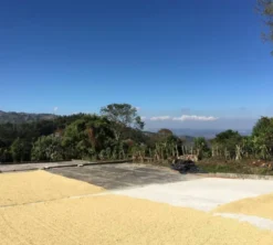 250 g - Café en grain - El Tambor - LE PIANTAGIONI DEL CAFFÈ
