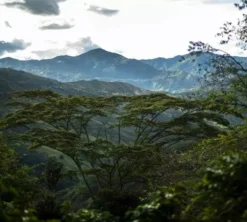 250 g - Café en grain - Finca Santa Maria - TERRES DE CAFÉ