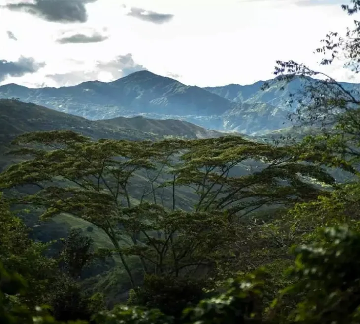 250 g - Café en grain - Finca Santa Maria - TERRES DE CAFÉ