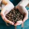 250 g - Café en grain - Mélange Dégustation 100% Arabica - BRÛLERIE DU CANTIN