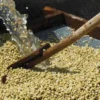 250 g - Café moulu - Ethiopie Moka Sidamo Marabou - LUGAT