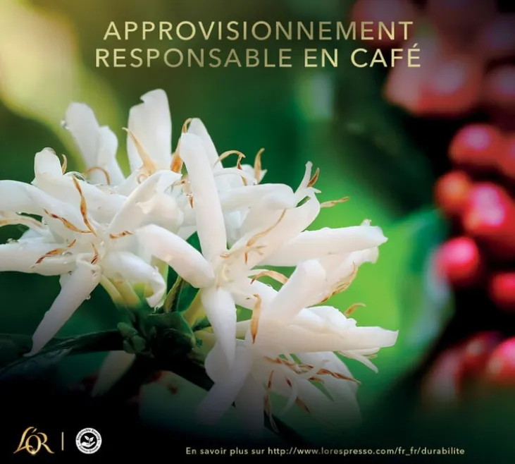1 kg- Café en grain - Absolu - L'OR