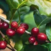 1 kg - Café en grain - Kaffehausmischung - GORILLA COFFEE