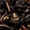 Thé Oolong Marrons Chauds - Vrac 100 g - COMPAGNIE & CO