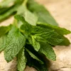 Thé Vert à la Menthe - Vrac 100g - DAMMANN FRÈRES
