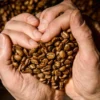 3 x 200 g - Café en grain de spécialité - Pack découverte MOF - LAGRANGE