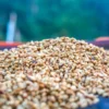 2x500g - Café vert Ethiopie région Sidama lavé