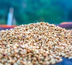 2x500g - Café vert Ethiopie région Sidama lavé