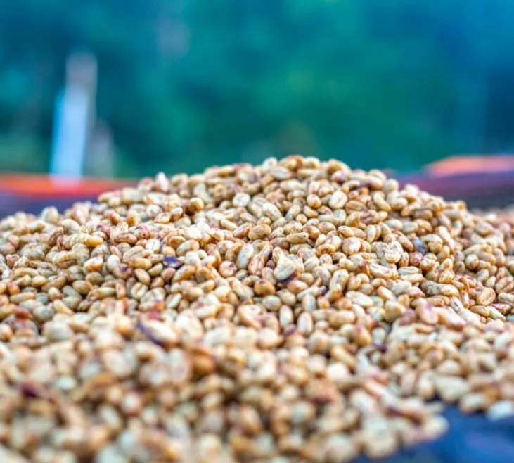 2x500g - Café vert Ethiopie région Sidama lavé