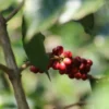 2x500g - Café vert Guatemala région Atitlan lavé