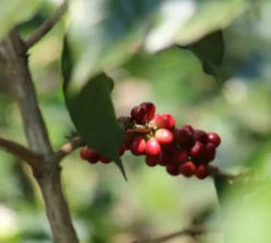 2x500g - Café vert Guatemala région Atitlan lavé