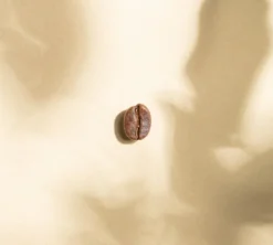2 x 1 kg - Café en grain - Monte Verde Bio ( Commerce Équitable ) - GREEN LION COFFEE